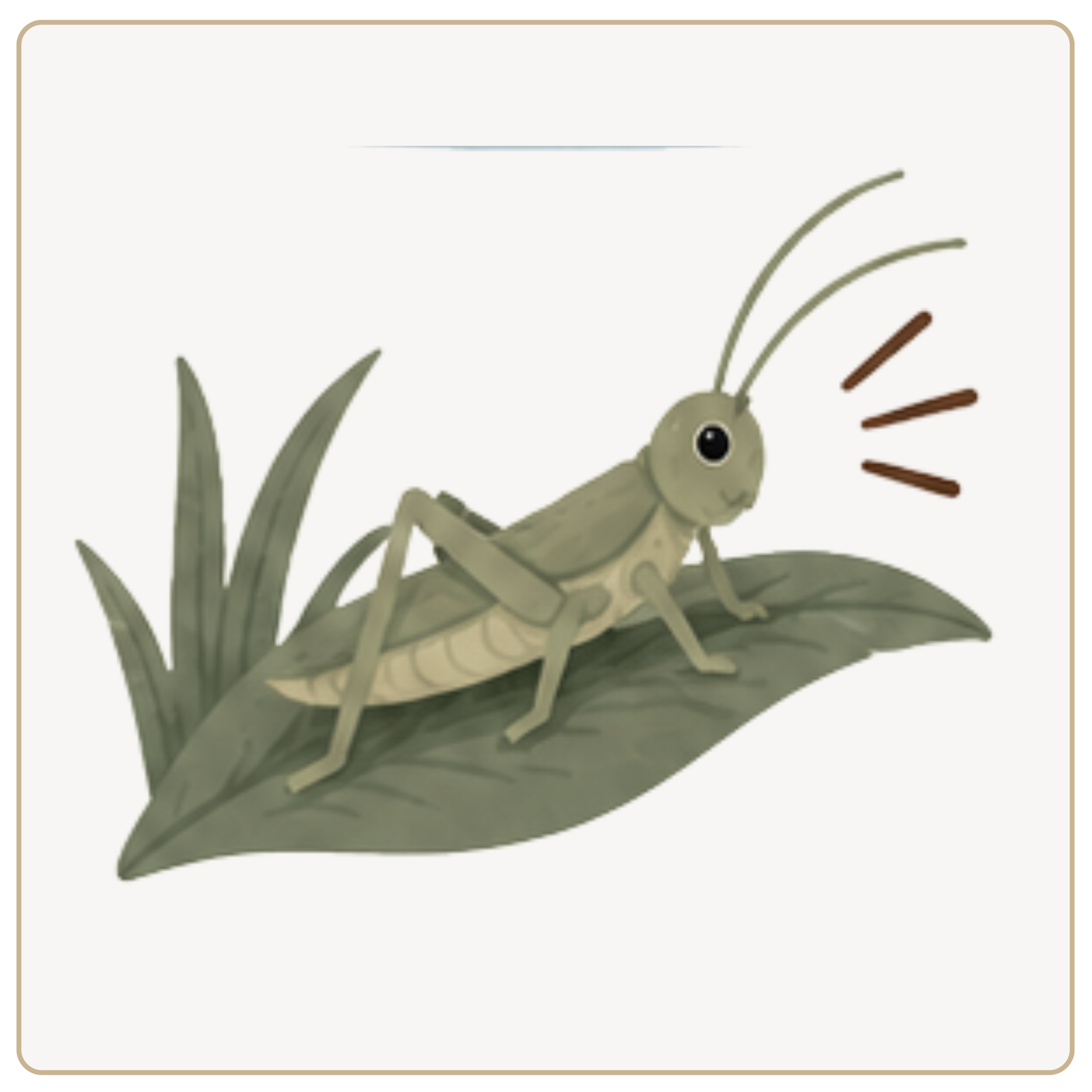 cricket
